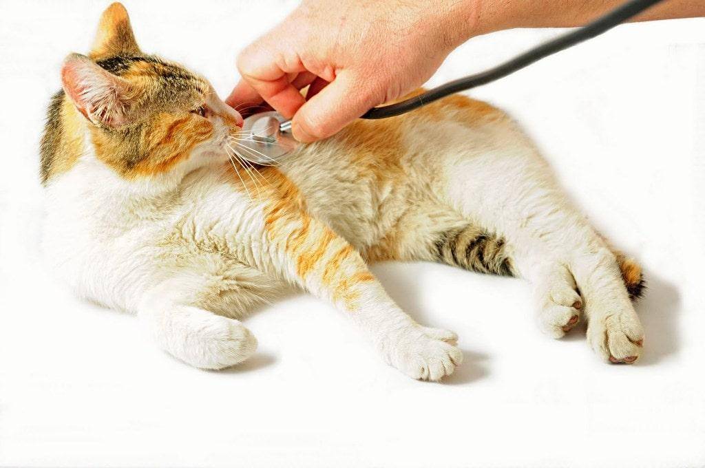 Анемия у кошек и котов
