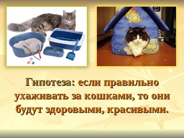 Как ухаживать за кошкой и котом в домашних условиях
