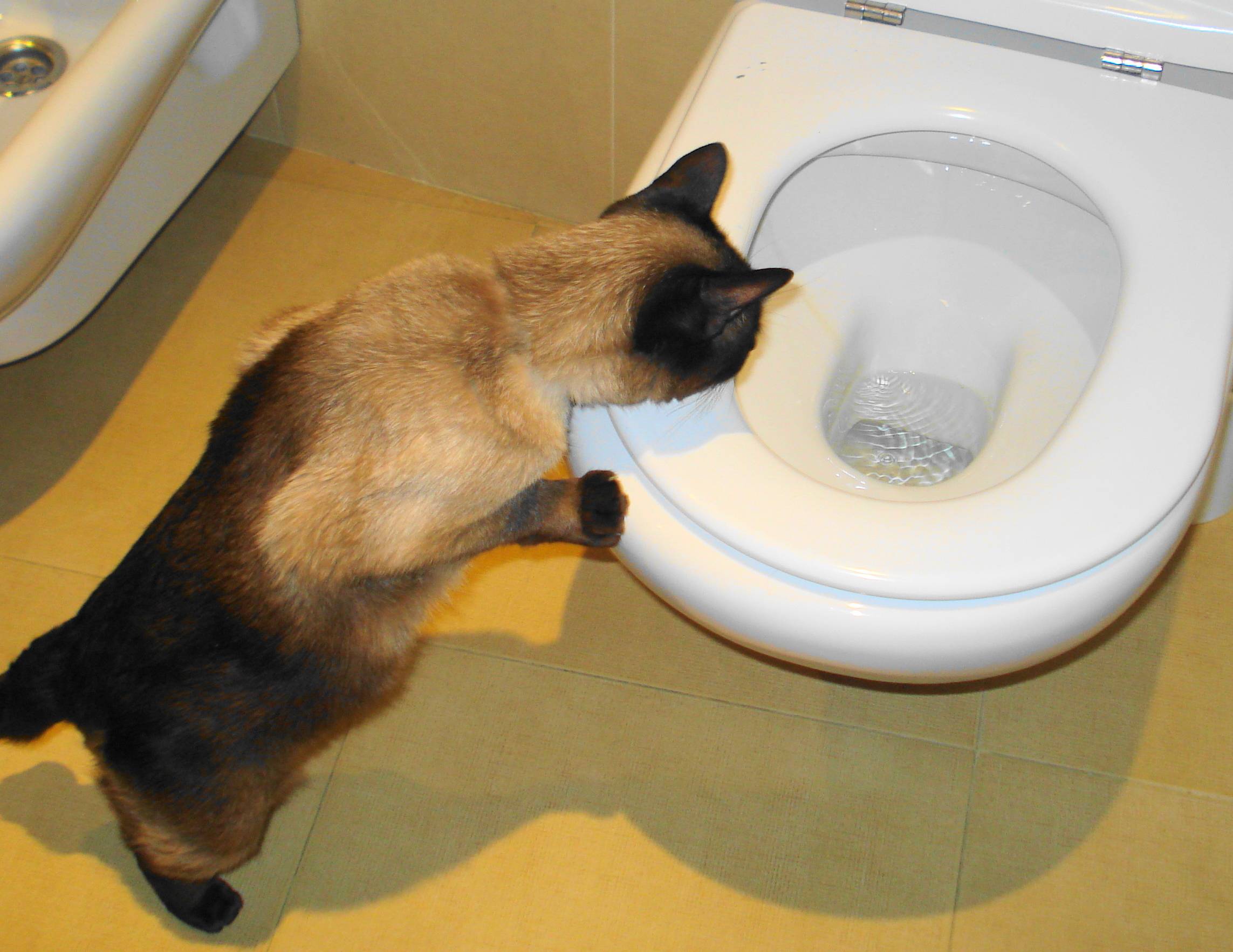 Кот после кастрации не ходит в туалет: факты, о которых следует знать