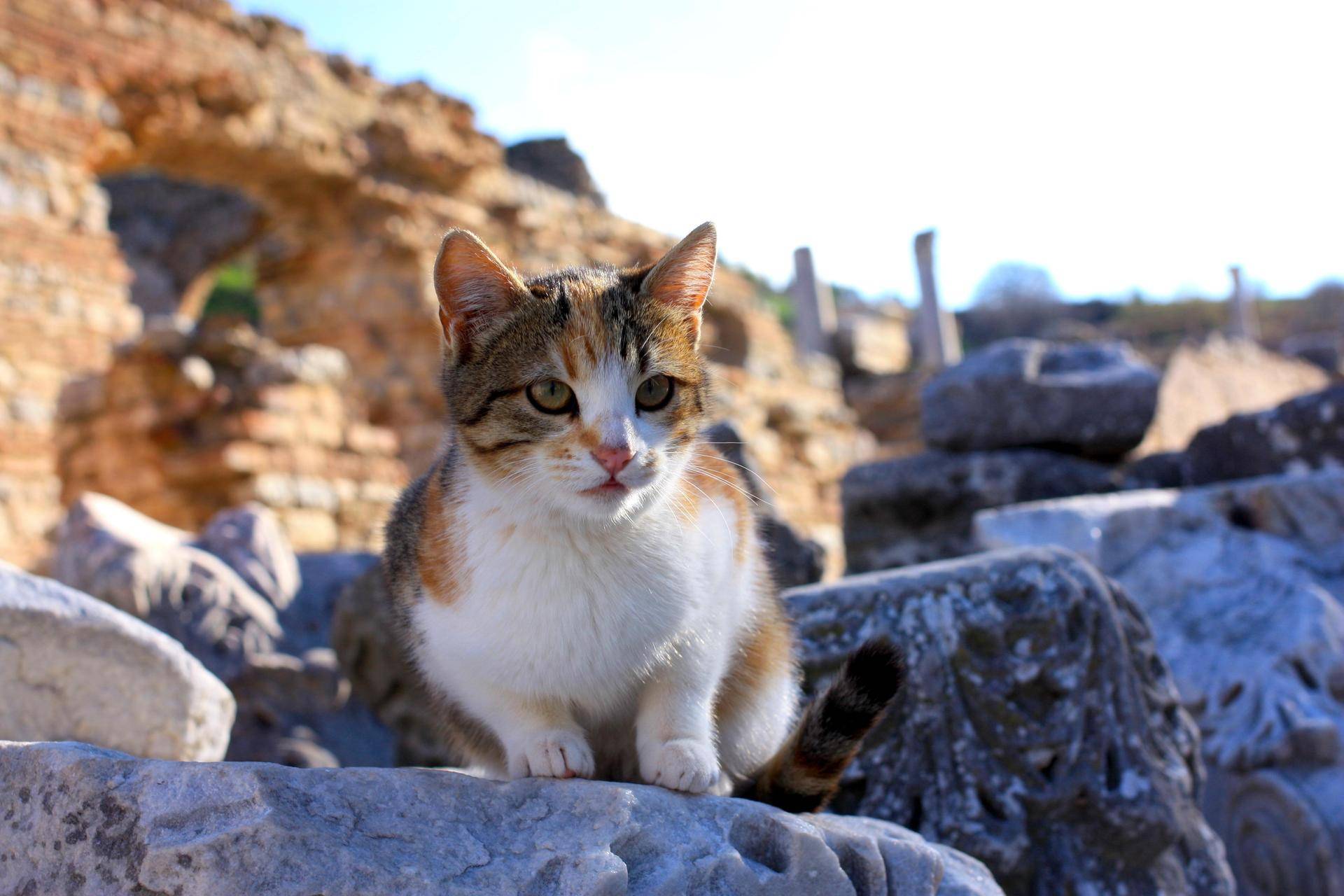 Мэнкс (мэнская бесхвостая кошка): 10 фото, цена, описание породы и характер котов