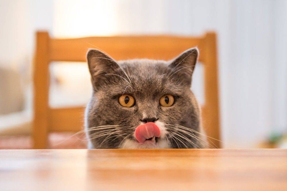 7 причин, почему кот постоянно просит есть: кот очень много ест, что делать