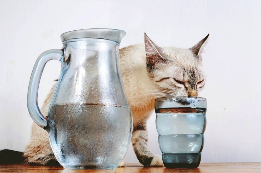 Что делать, если кот не пьёт воду вообще: вредно ли это