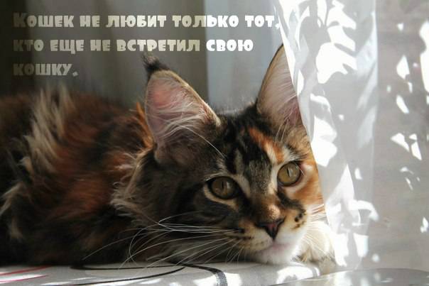 15 вещей, которые кошки не любят, но не могут об этом сказать  - gawp.ru