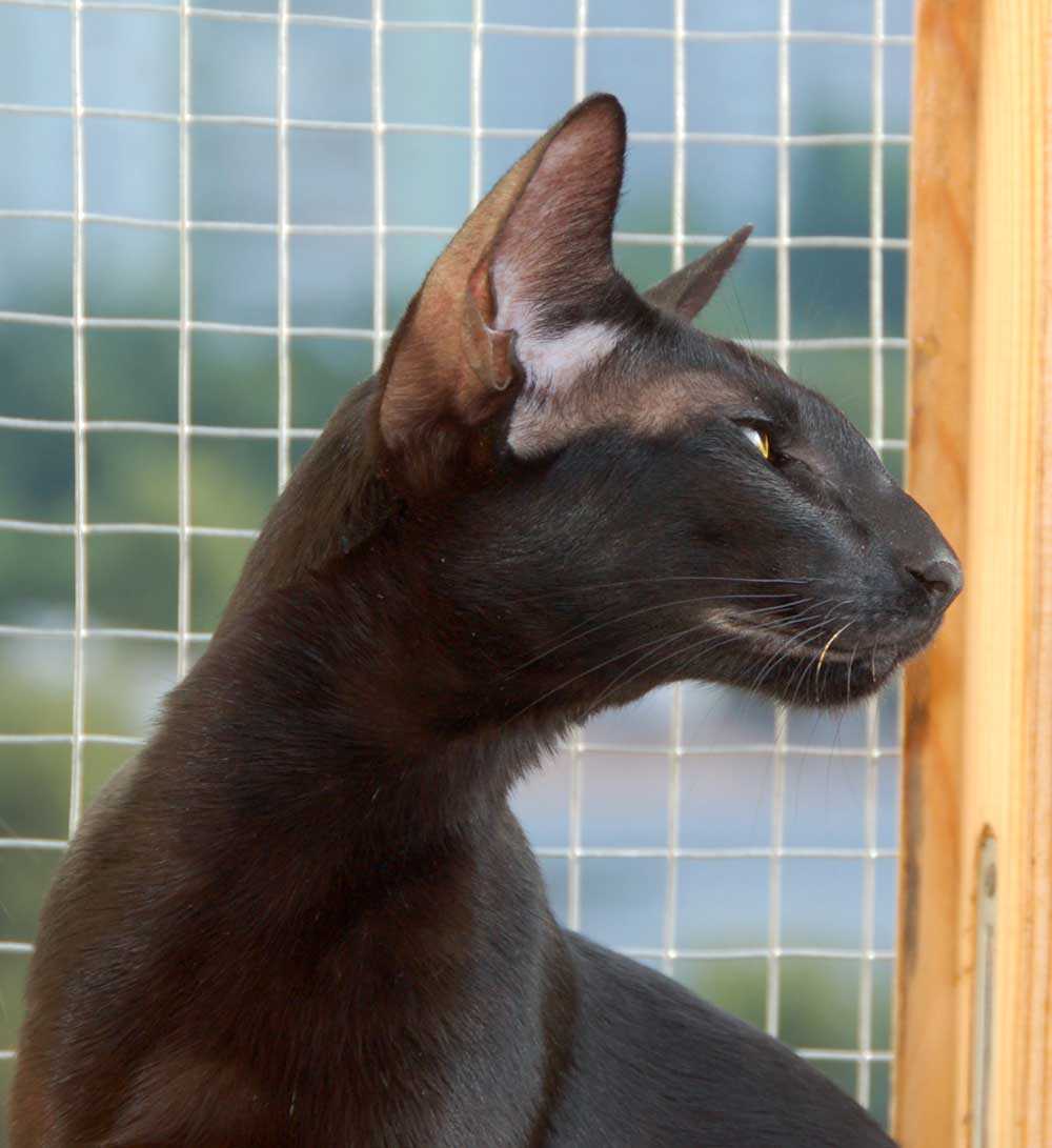 Ориентальная кошка (ориентал): фото, описание породы, цена котенка, характер