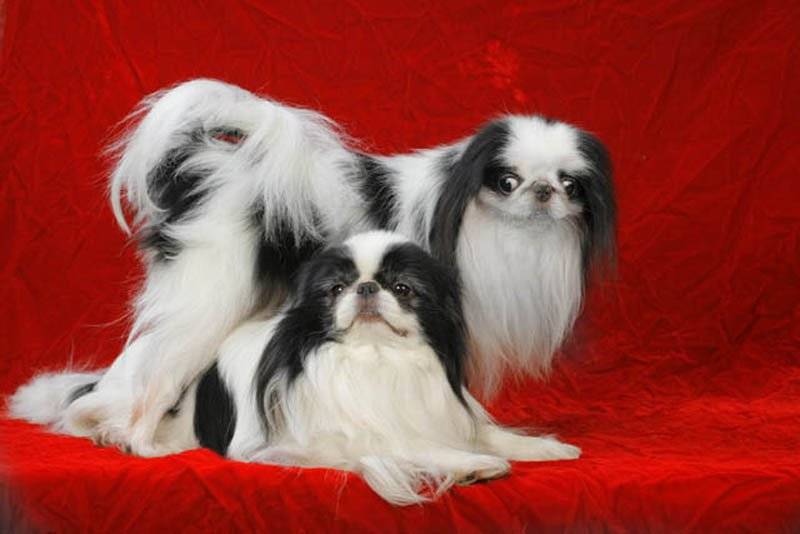 Описание породы собак японский хин с отзывами владельцев и фото