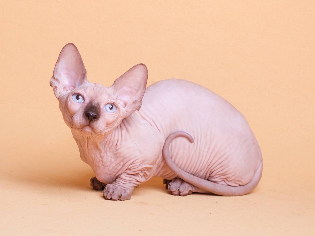 Кошка бамбино: описание породы, характер, содержание и уход, цена, фото