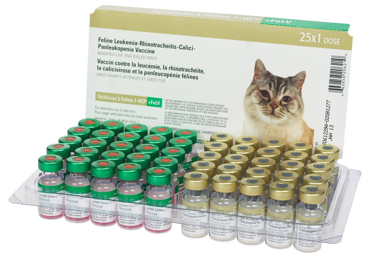 Герпесвирус кошек (вирусный ринотрахеит кошек)