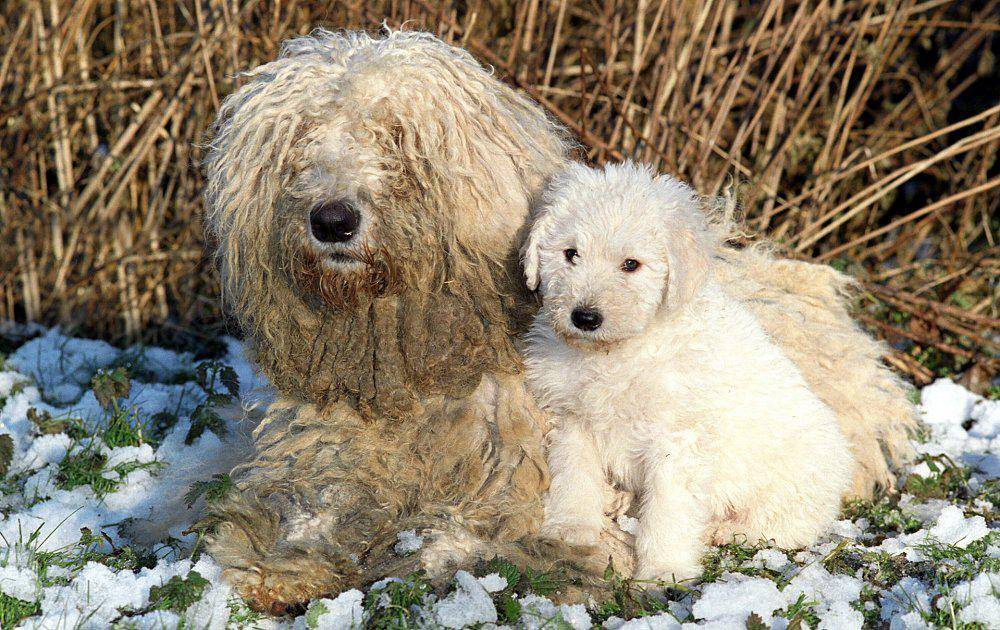 Командор (собака): венгерская порода овчарок