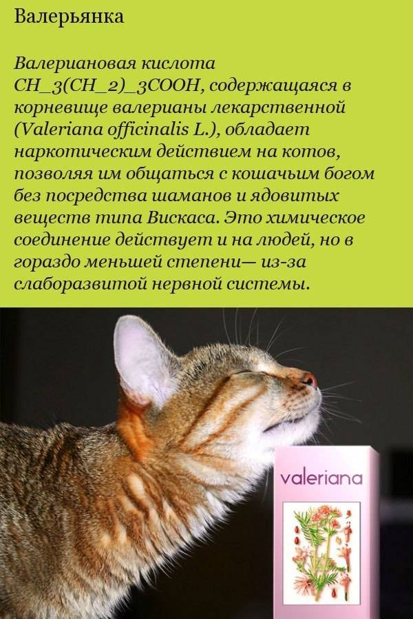 Как валериана действует на кошек и котов и можно ли давать им её для лечения