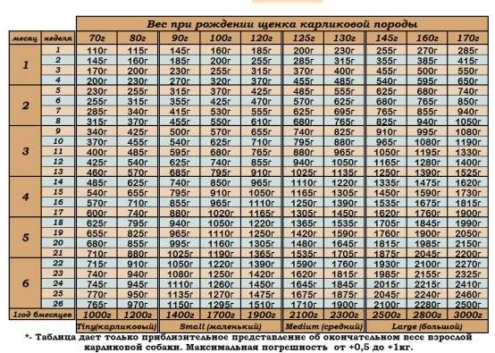 Вес и рост щенков чихуахуа по месяцам, таблица - фото щенков по месяцам с 1 по 12. - petstime.ru