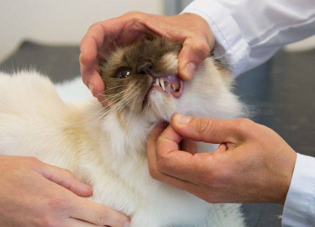 Запах из пасти кошки: причины и лечение