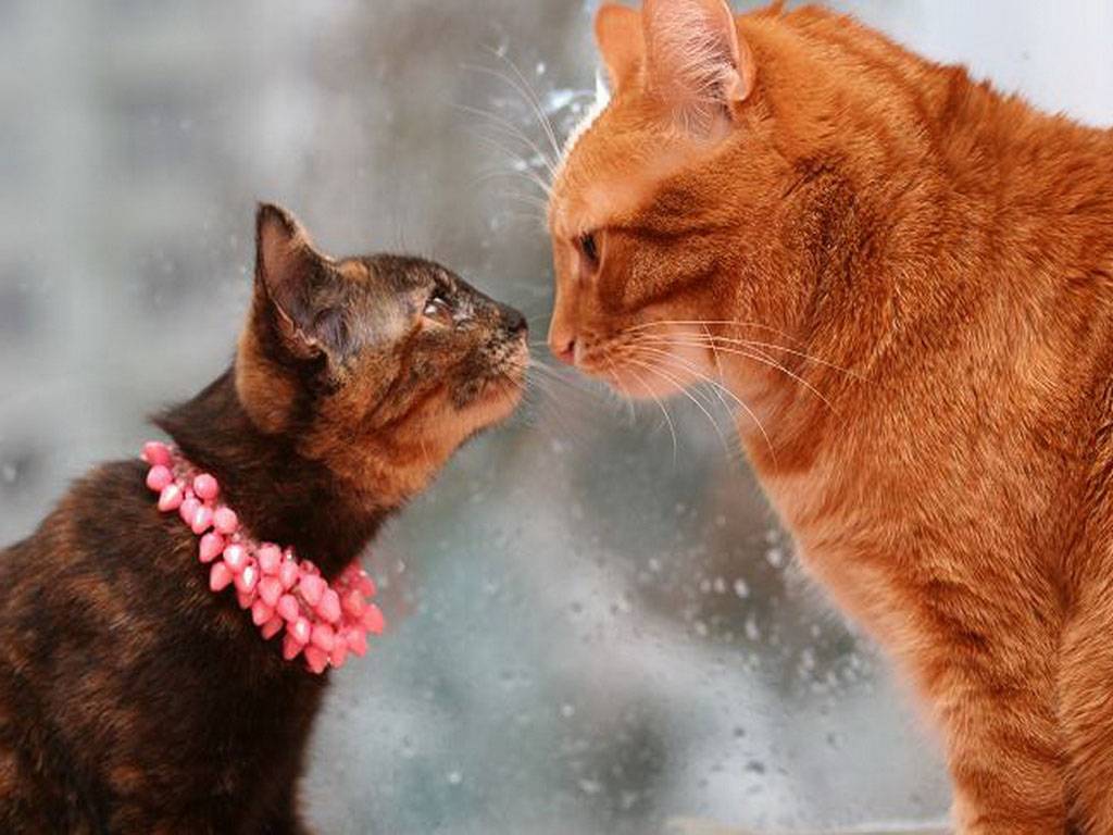 Какие запахи не любят коты, кошки и почему: список запахов
