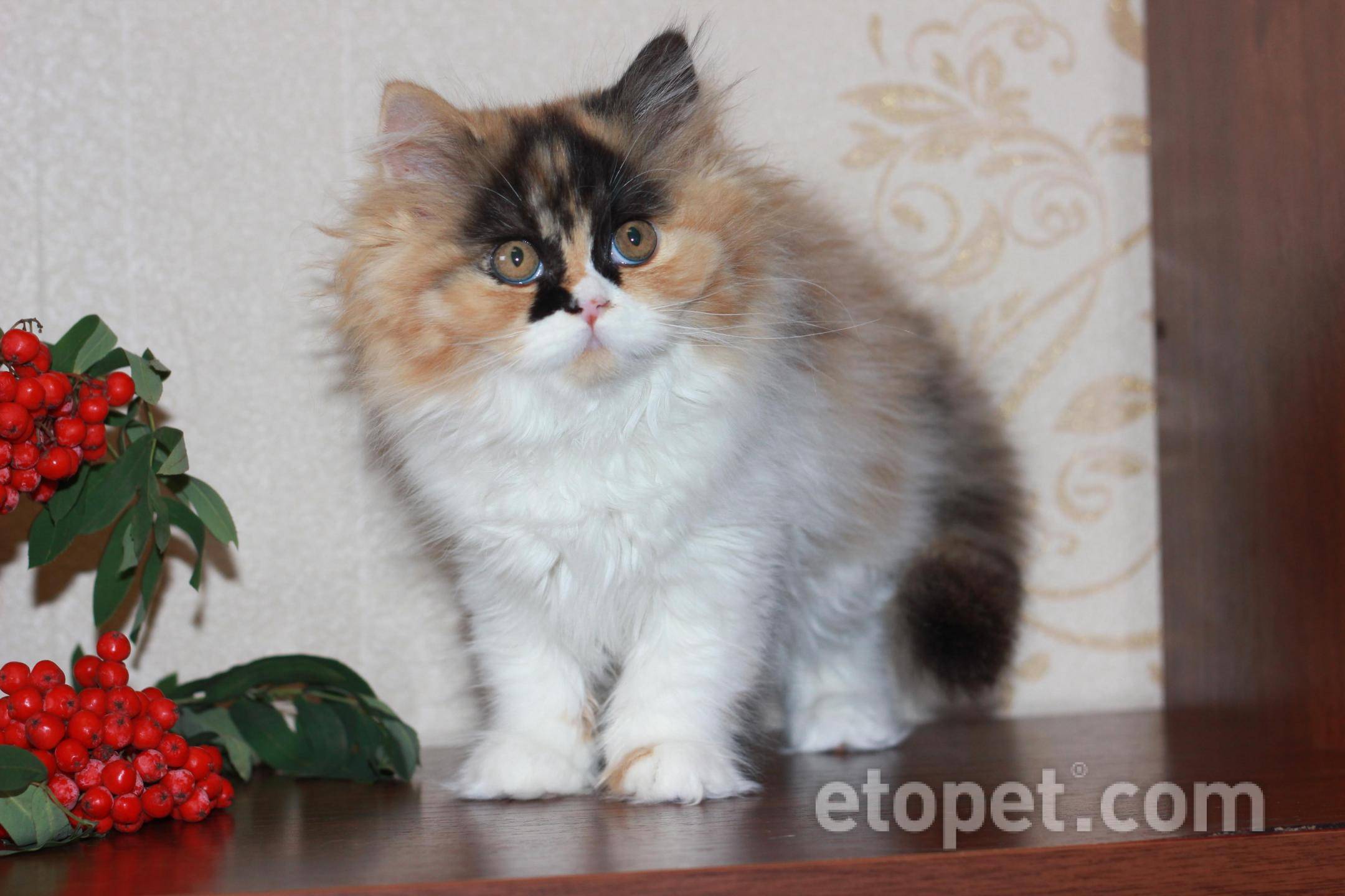 Британская длинношёрстная кошка: подробное описание, фото, купить, видео, цена, содержание дома