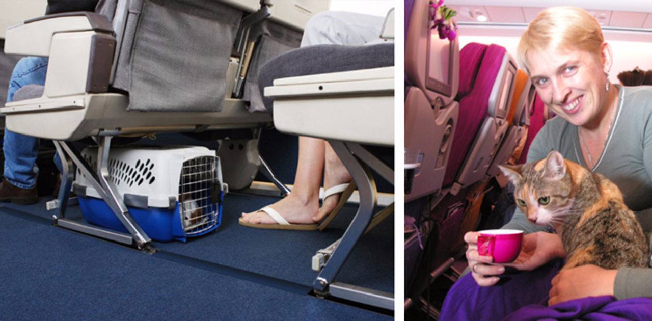 Перевозка собак в самолете по россии