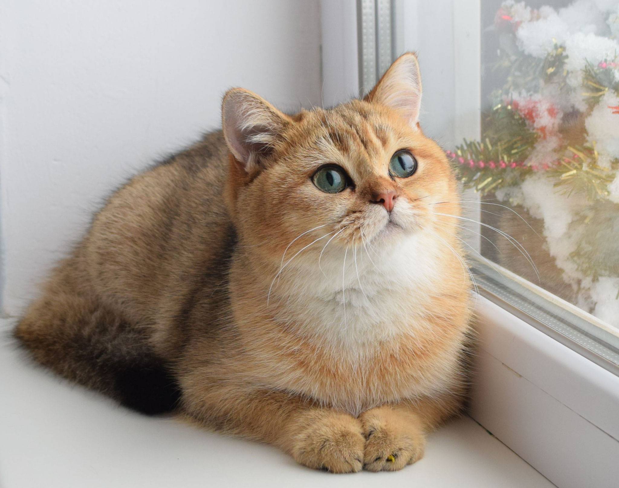 Вы купили котенка британской шиншиллы или шотландского вислоухого в московском питомнике кошек!