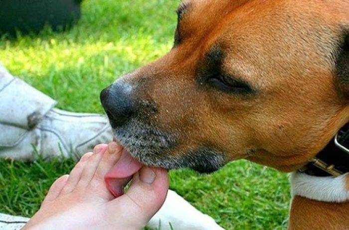 Собака чихает и фыркает – что с этим делать и стоит ли бить тревогу?