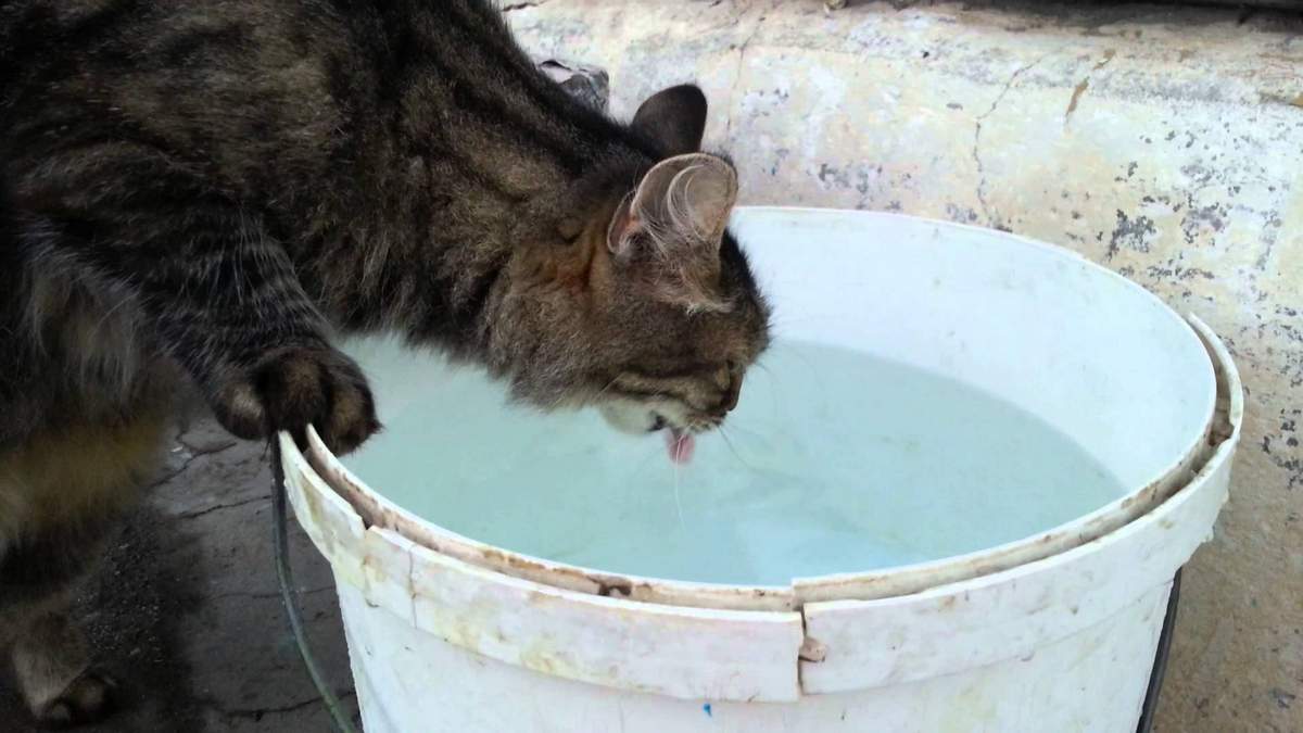 Что делать, если кошка не желает пить воду из миски