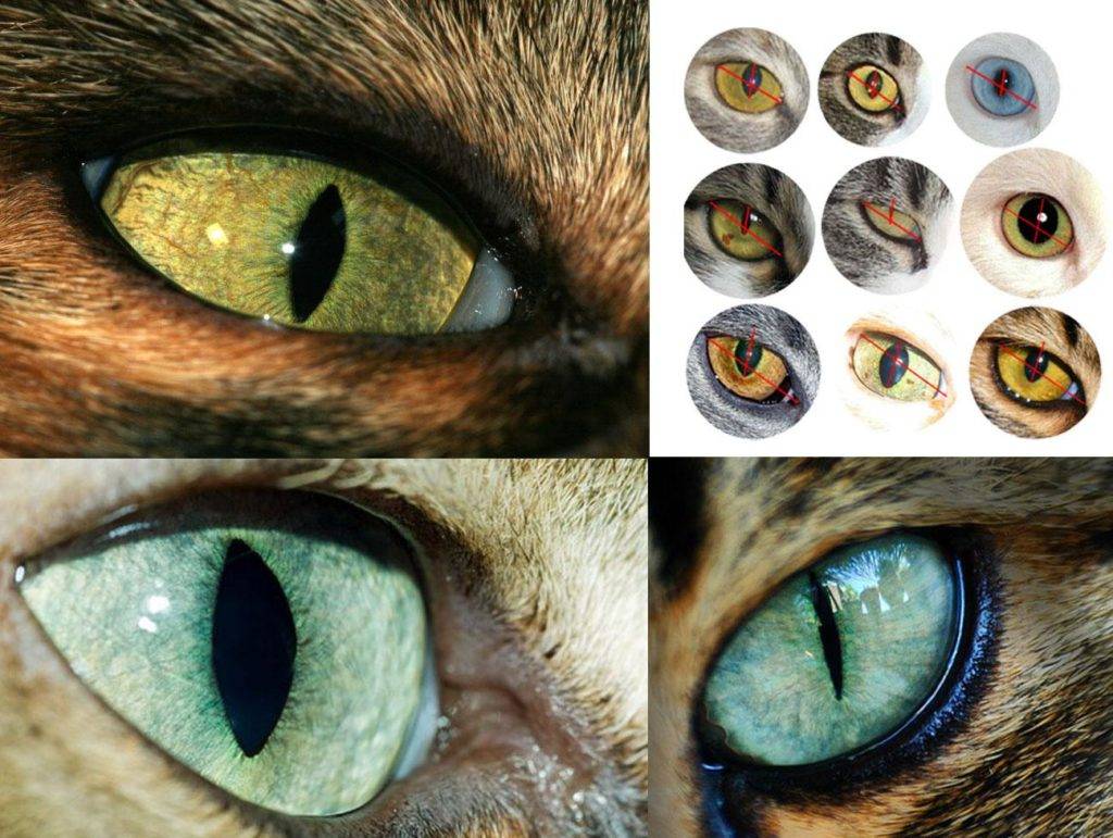 Почему у животных бывают глаза разного цвета? | блог на vetspravka.ru