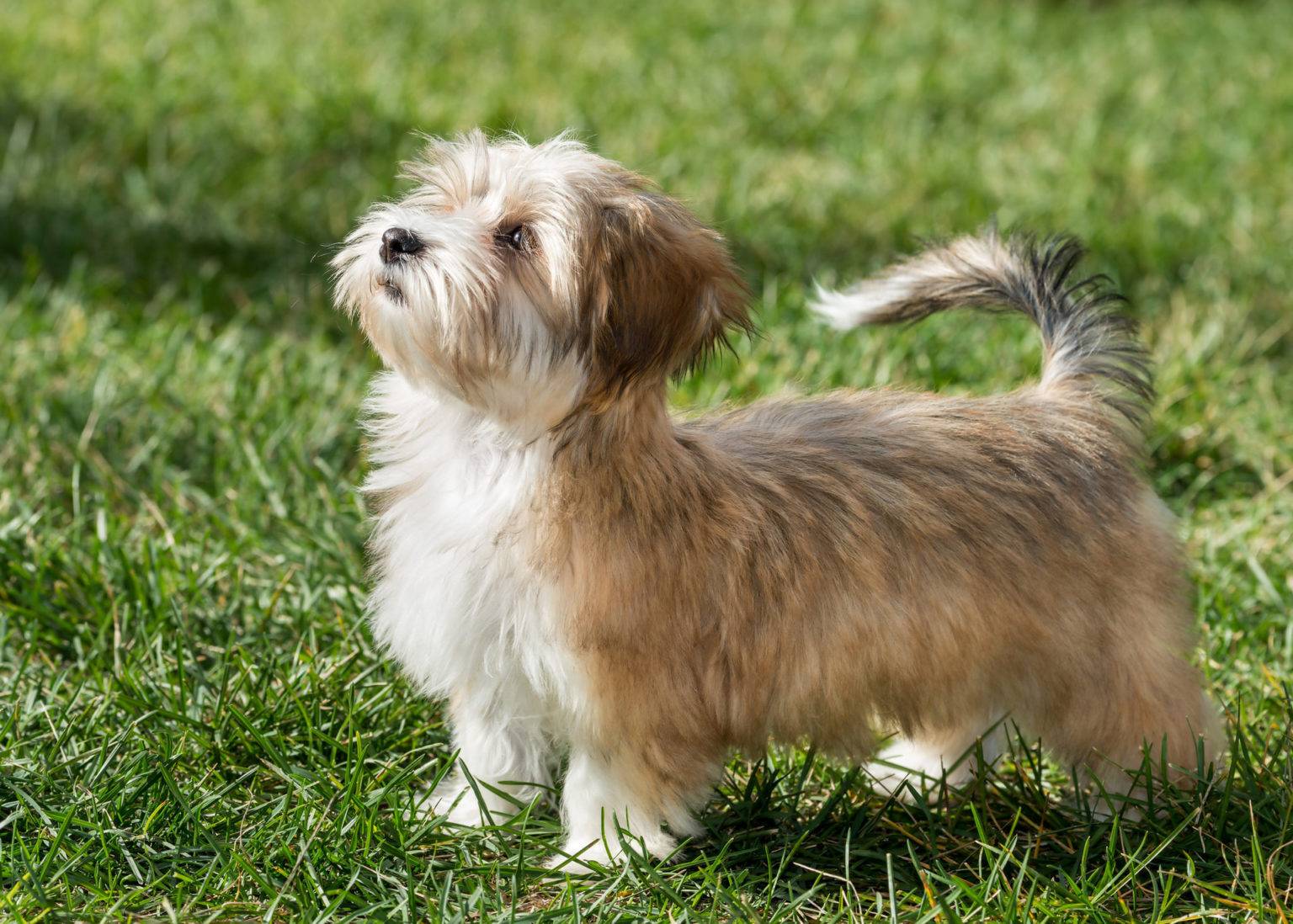 Порода собак бишон фризе: описание с фото, видео, выбор щенка, отзывы, цена