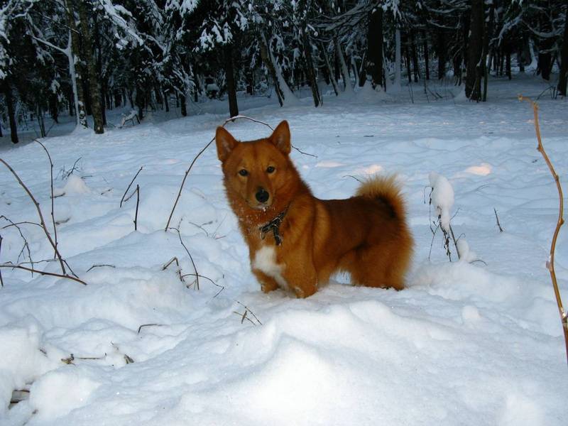 Карело-финская лайка: отважный охотник с преданным сердцем и яркой внешностью