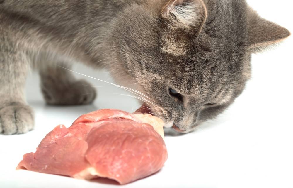 Можно ли кормить кота сухим и влажным кормом без вреда?