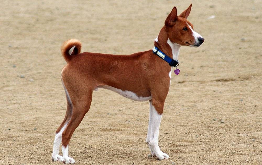 Собака басенджи – особенности ухода и содержания, правила дрессировки, возможные болезни