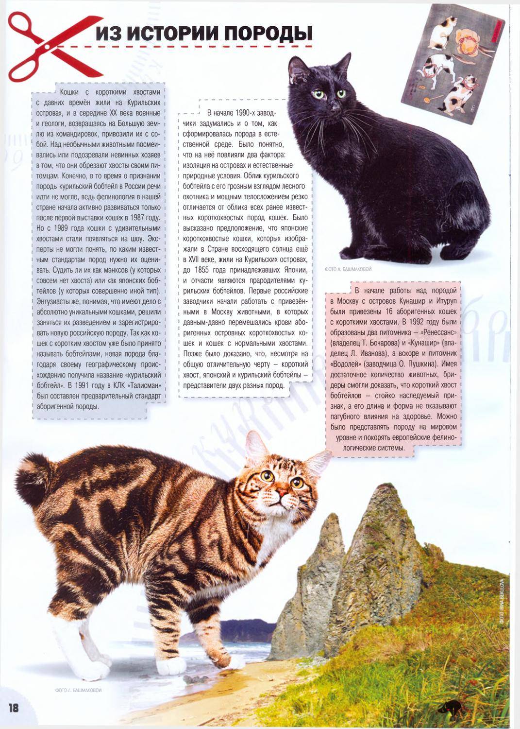 Все окрасы курильского бобтейла: фото кошек и котят с описанием.