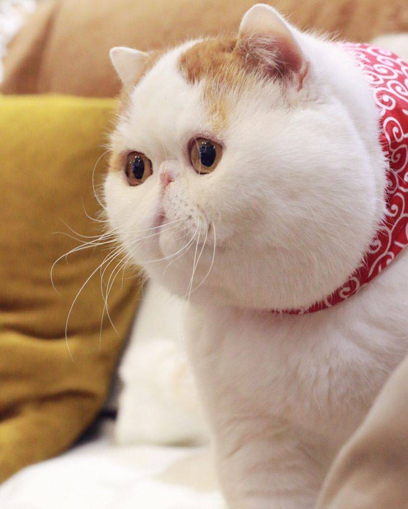 Персидская кошка для ленивых — экзотическая короткошерстная