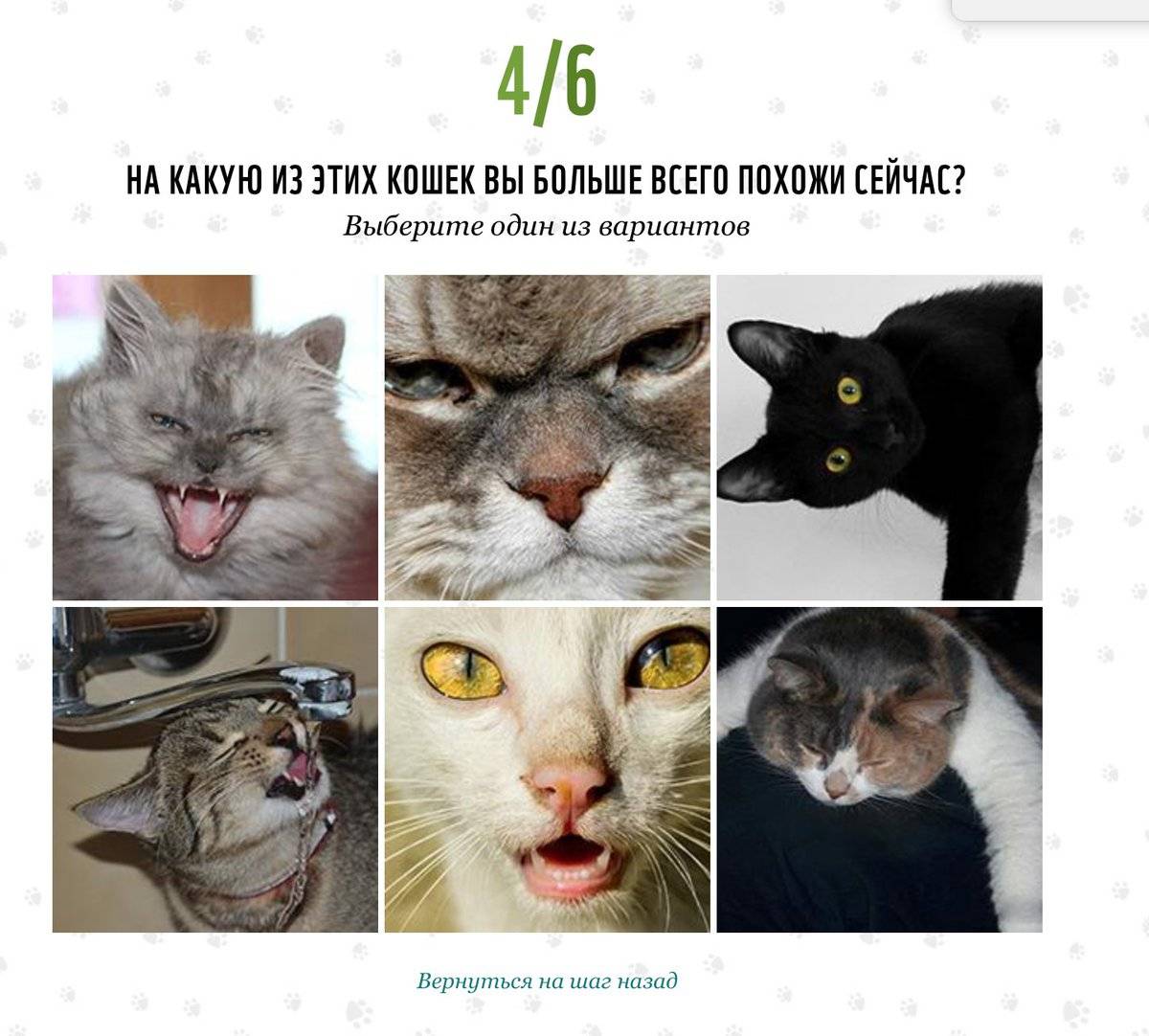 Самые умные породы кошек – pet-mir.ru