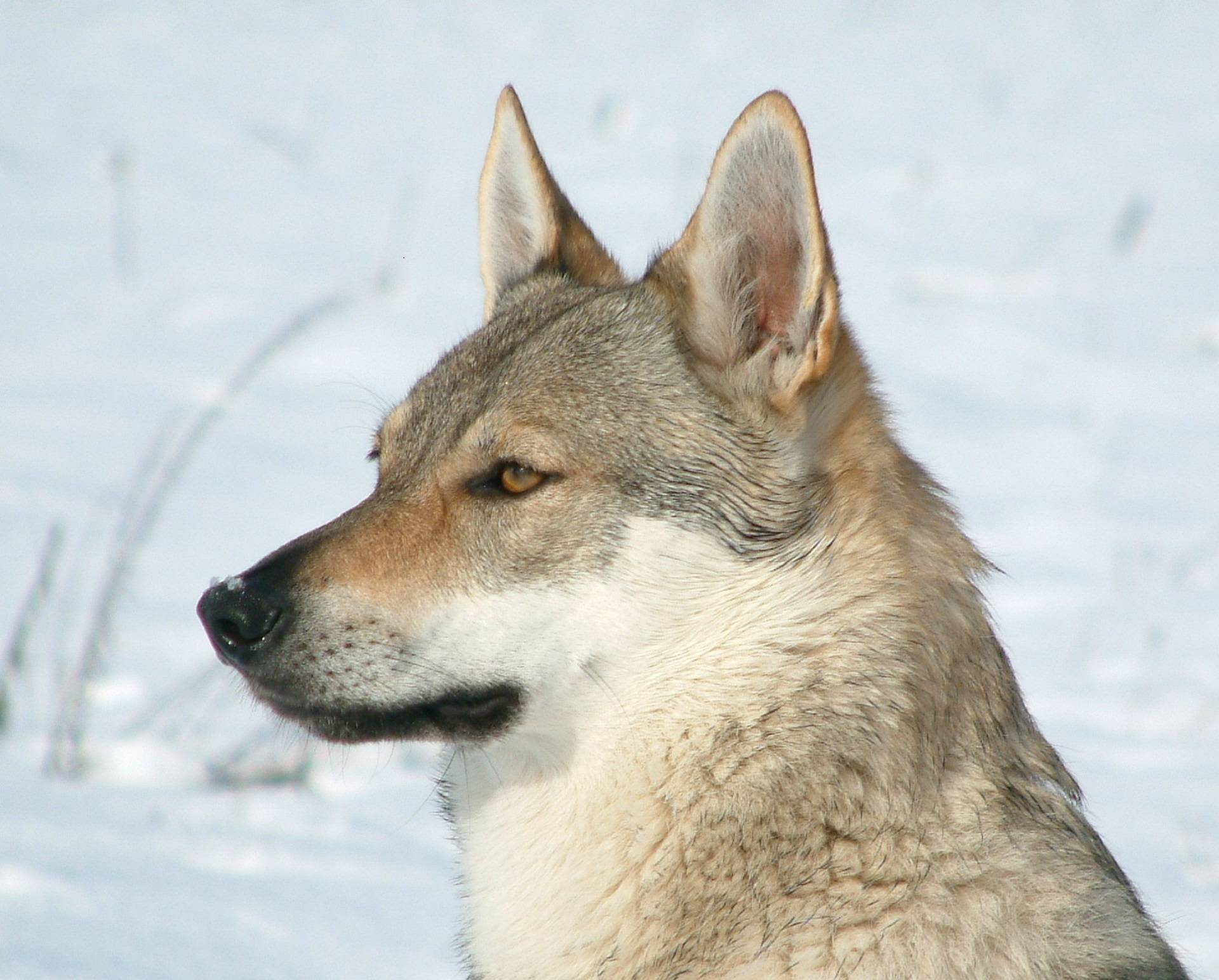 Чехословацкая волчья собака — википедия