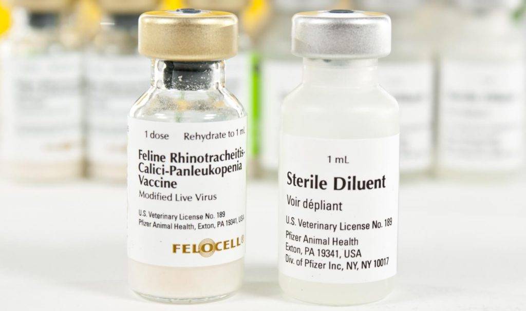 Фелоцел: вакцина для кошек, отчего защищает, схема вакцинации, особенности и последствия