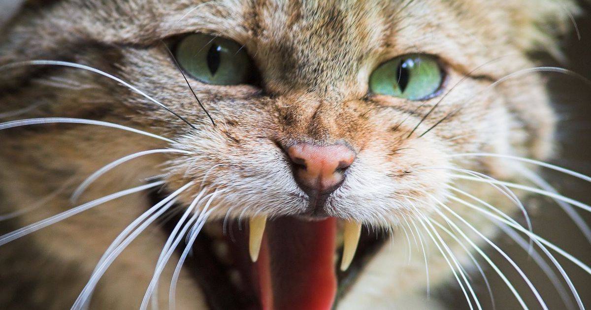 Внезапное проявление агрессии у кошки. в чем причина и как с этим бороться?