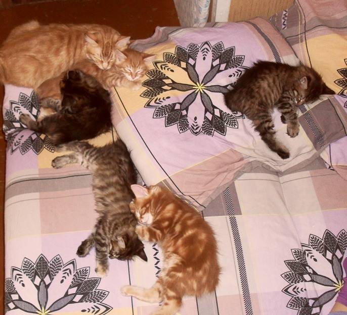 Сколько спят кошки? сколько времени спит взрослый кот за всю жизнь? как долго спят в сутки котята возрастом от 1 до 9 месяцев? сколько времени уходит на сон у домашнего кота зимой?
