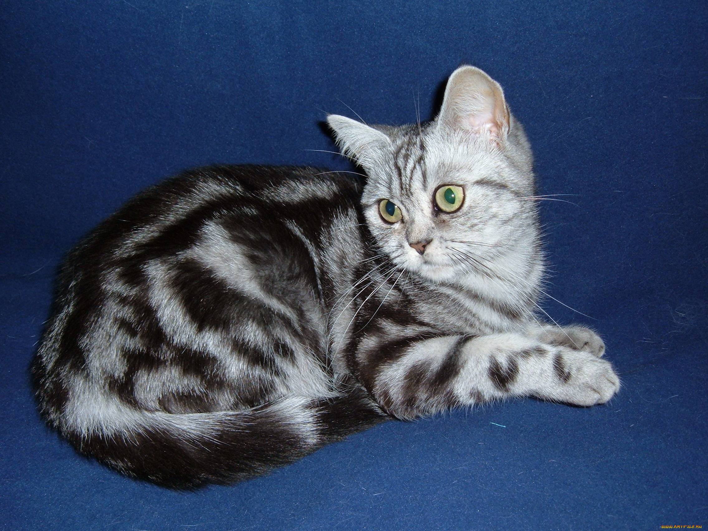 Мраморная кошка: где обитает, внешний вид, характер и повадки, фото