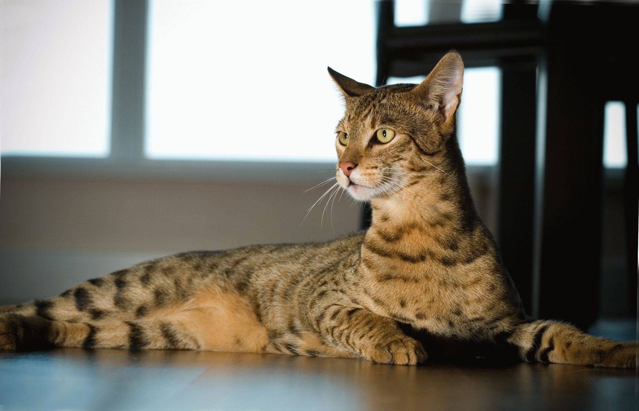 Саванна кошка: фото, характер, описание породы