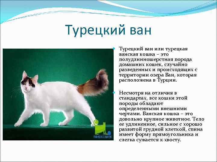 Бурмилла - порода кошек - информация и особенностях | хиллс