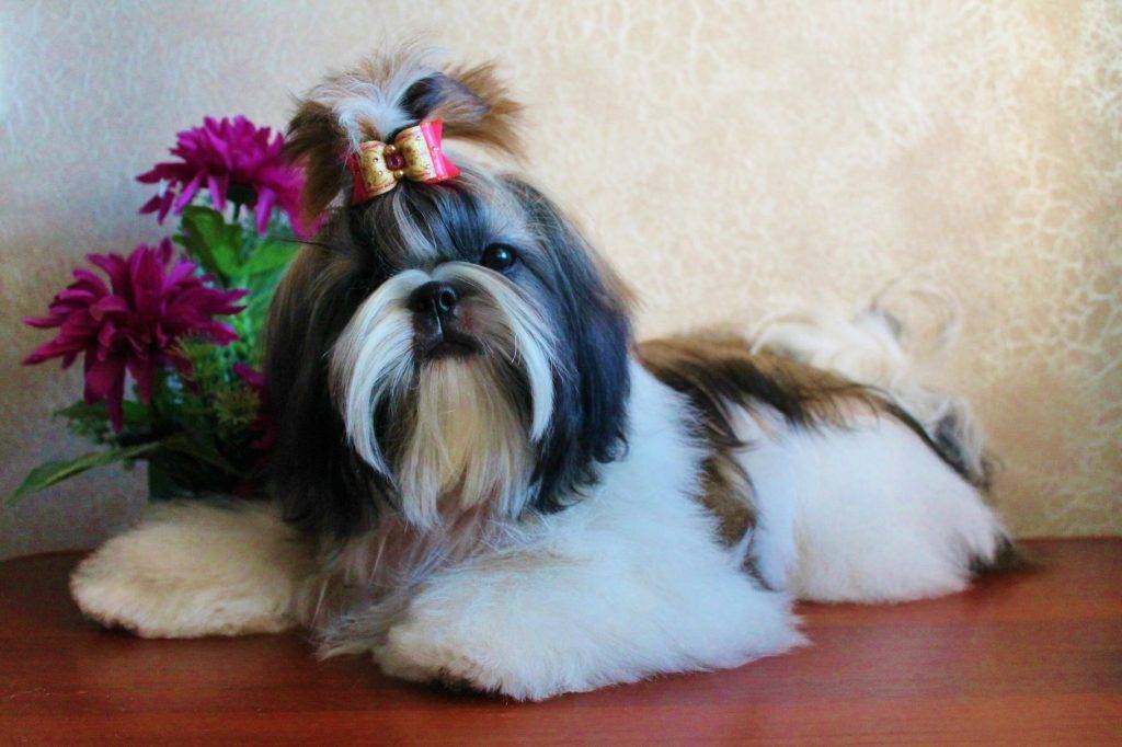 Собака ши-тцу: стандарт и описание породы, фото, цена