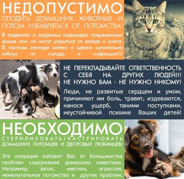 В каком возрасте кастрируют собак