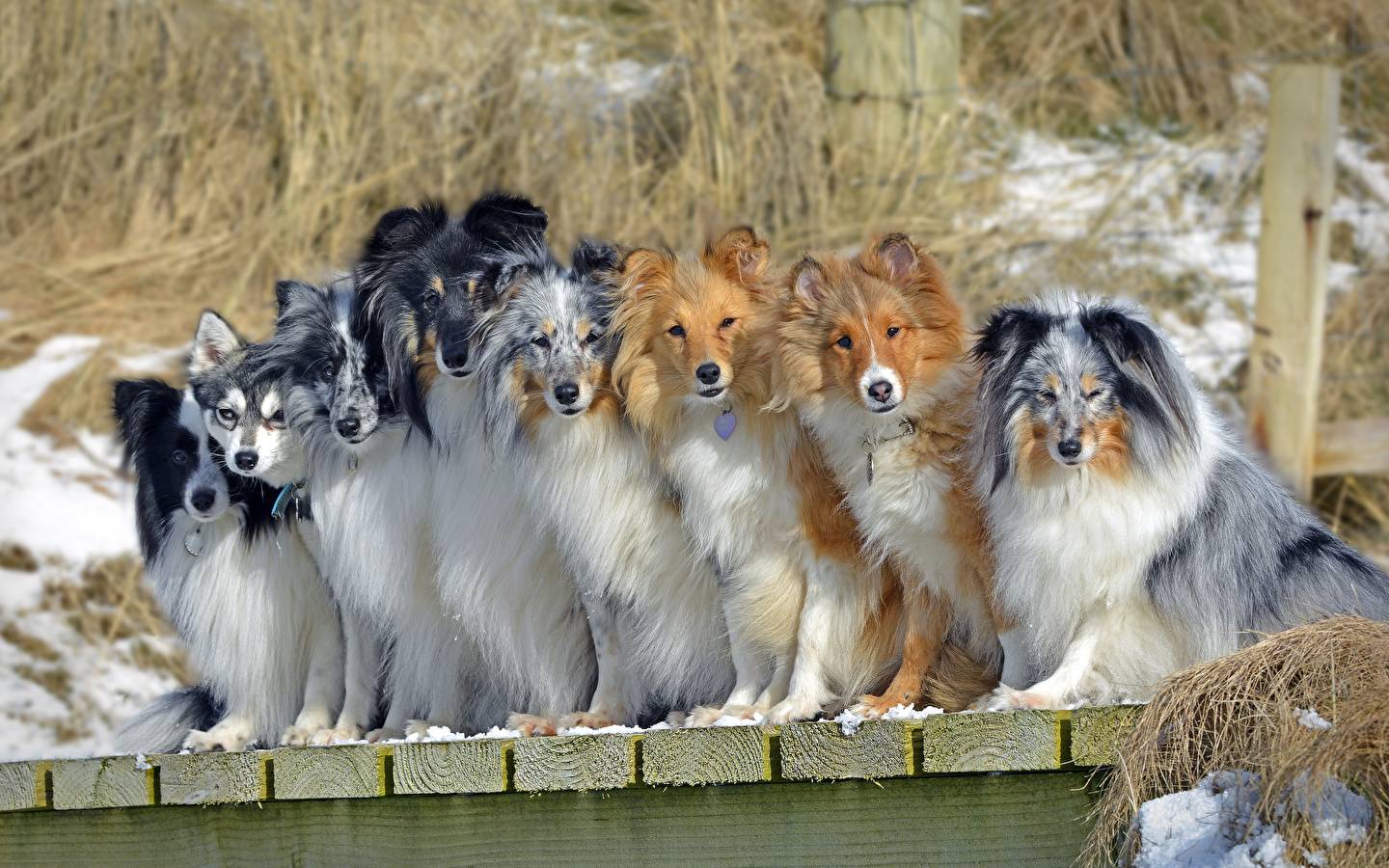 Самые преданные породы собак: самые верные хозяину псы, топ-10 лучших пород в мире, рейтинг маленьких собак для квартиры