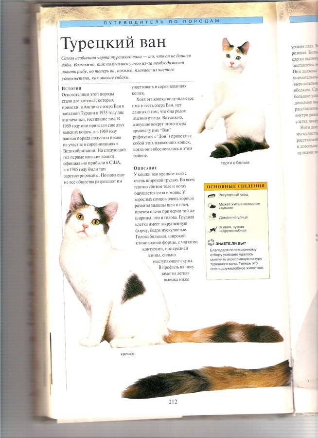 Турецкий ван – порода кошек, умеющих плавать, описание внешности и характера, уход и содержание