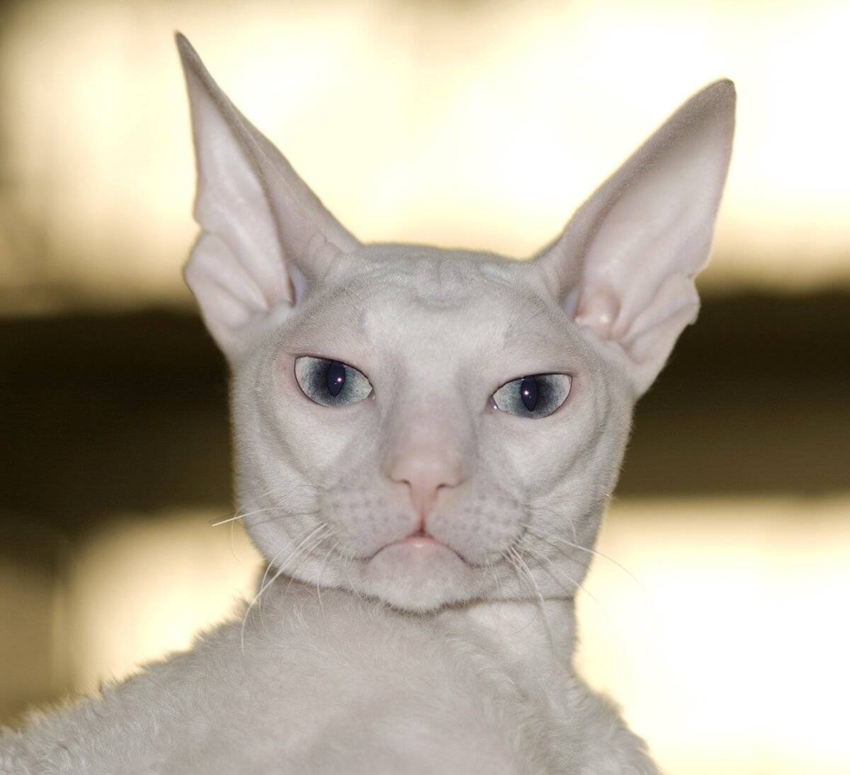 Породы кошек с большими ушами — излагаем во всех подробностях