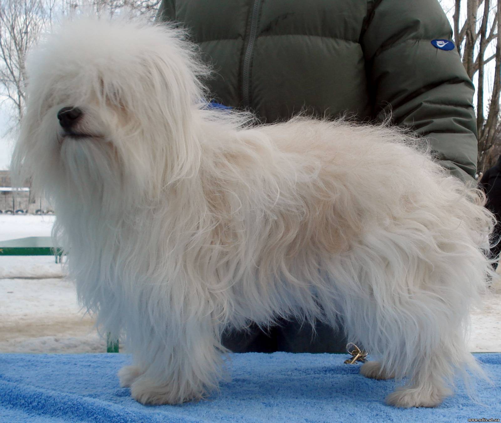 Одис: одесская домашняя идеальная собака