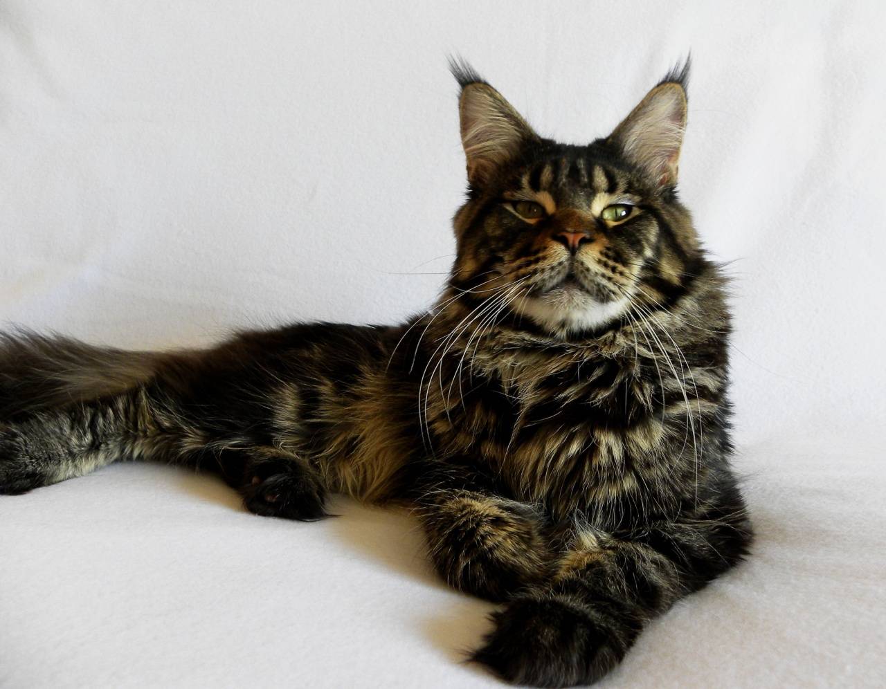 Кот мейн-кун: забавные фото и описание породы