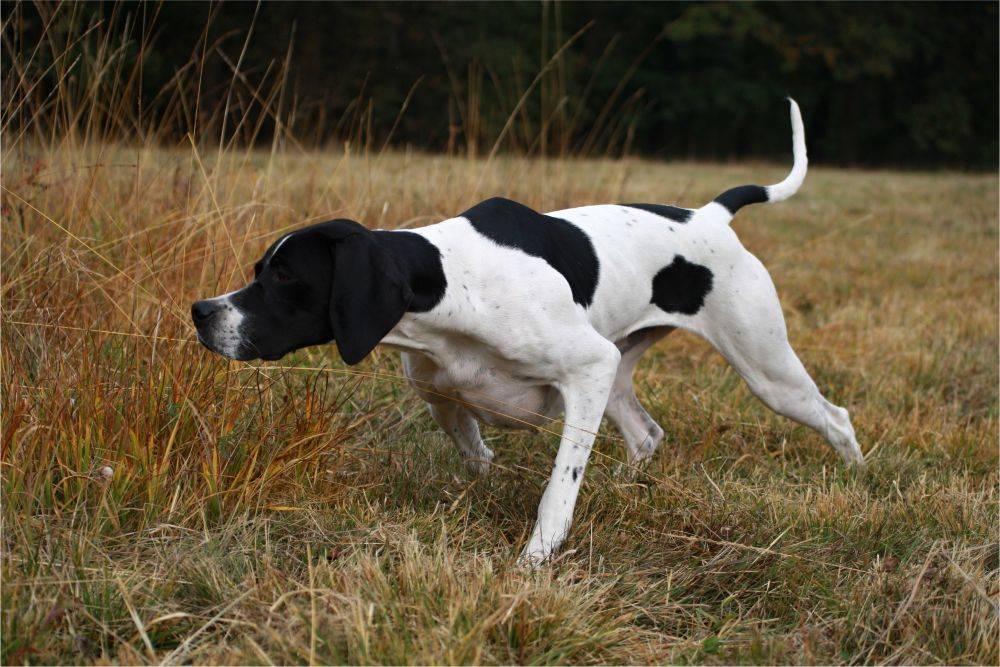 Собака пойнтер - все особенности охотничьей породы: отзывы, характер, история, содержание, фото, видео, питание