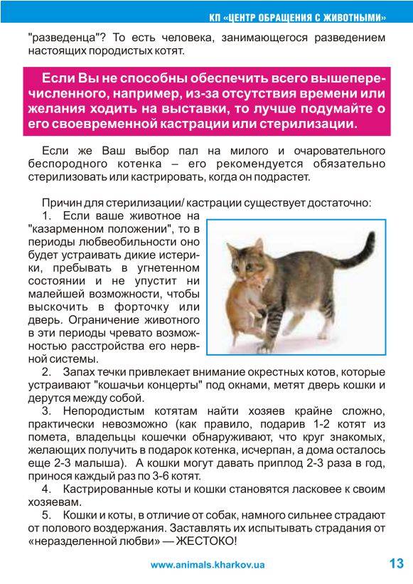 Йоркская шоколадная кошка: подробное описание, фото, купить, видео, цена, содержание дома