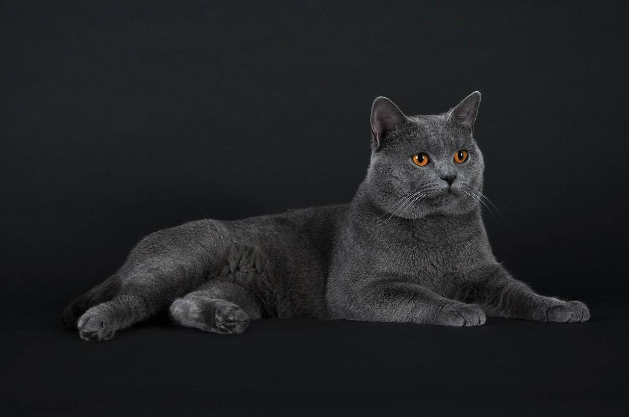 Шартрез (кошка): фото, цена, описание породы, характер