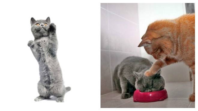 Как воспитывать котенка? действенные методы воспитания котов и кошек в возрасте 1-2 и 3-4 месяцев. воспитание маленьких котят других возрастов