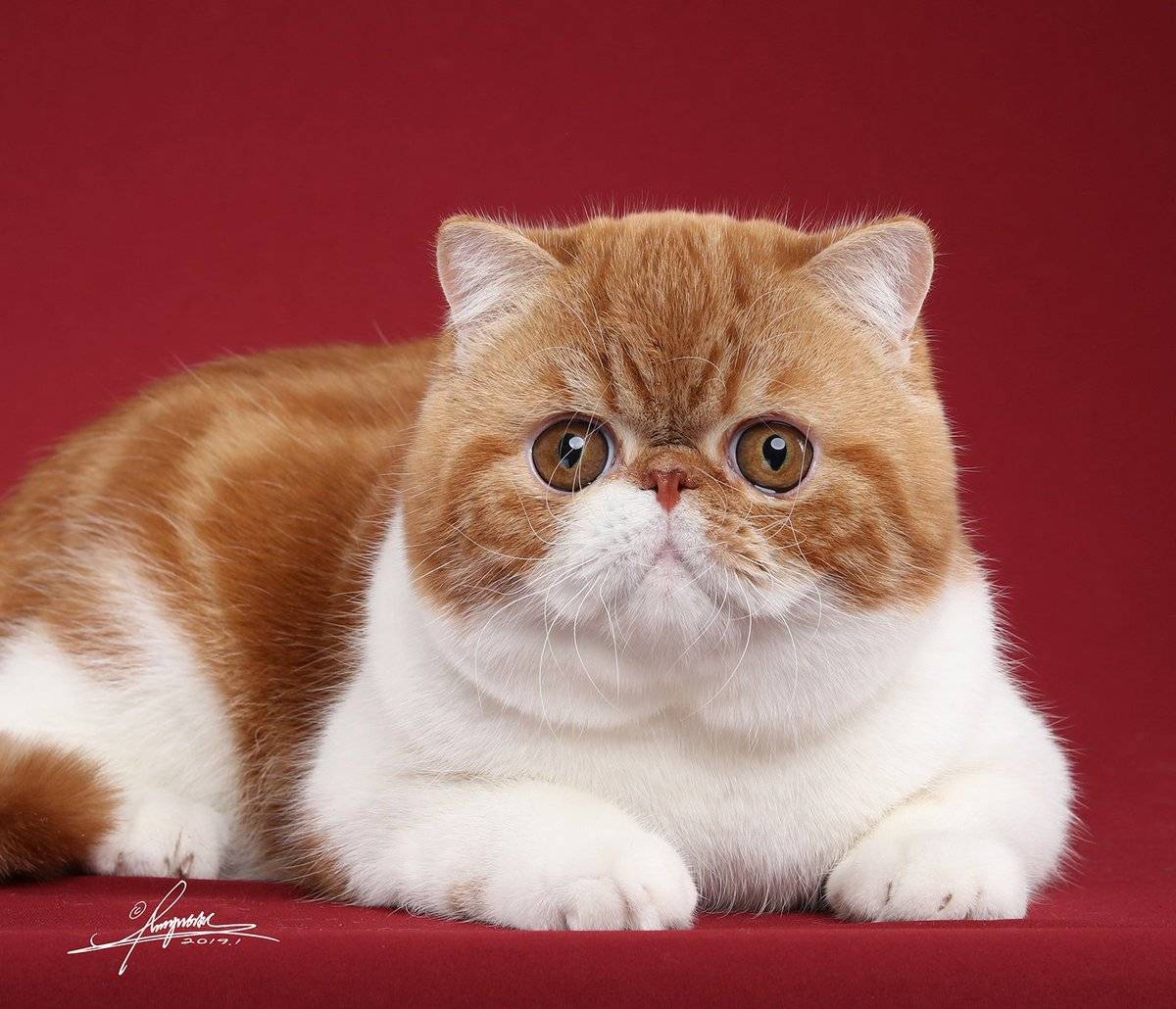 Экзотическая короткошерстная кошка: фото, описание, характер, содержание, отзывы