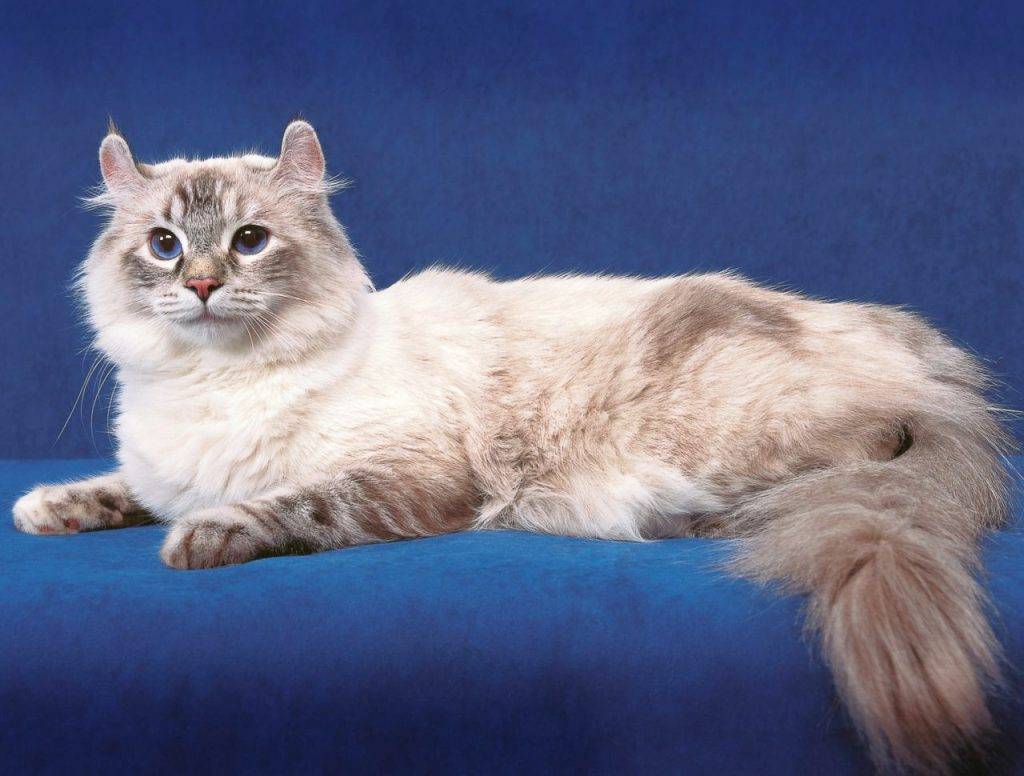 Американский керл: внешние особенности породы, уход и содержание, характер кошки, выбор котенка, отзывы владельцев, фото