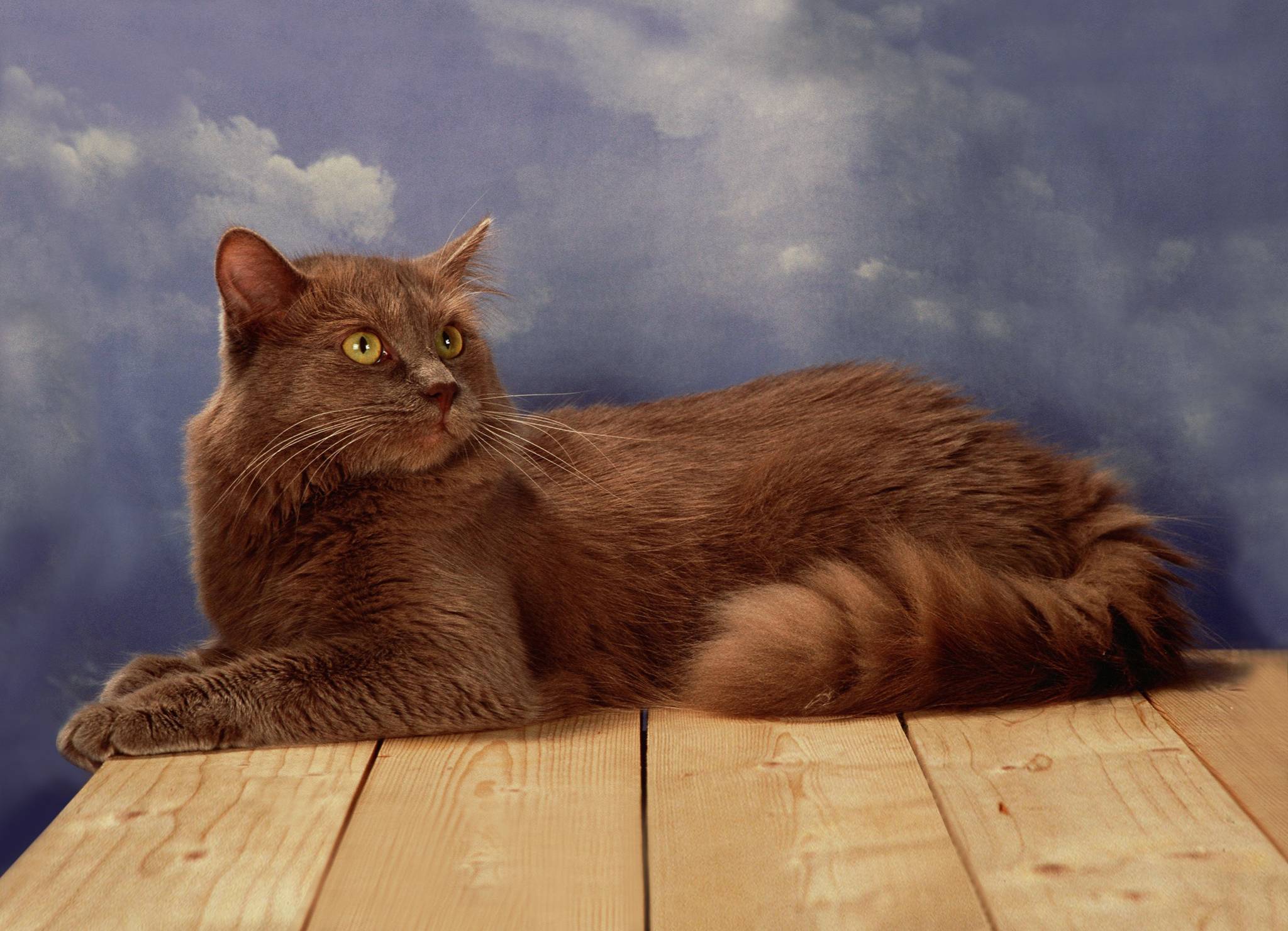 Шоколадная кошка (24 фото): описание котов йоркской и других пород, особенности котят шоколадного окраса
